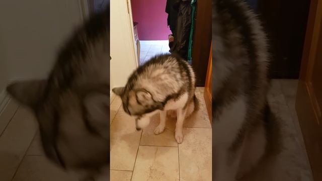 Разговорчивый маламут смотреть онлайн