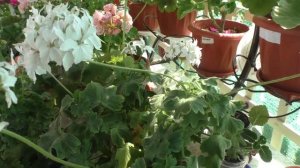 Мои пеларгонии стеллары. Полив, подкормки. и уход в летнее время