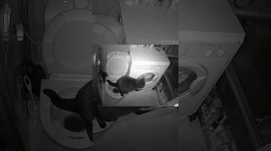 Кот сам смывает за собой. Автоматический туалет для кошки. СМЫВАТЕЛЬ