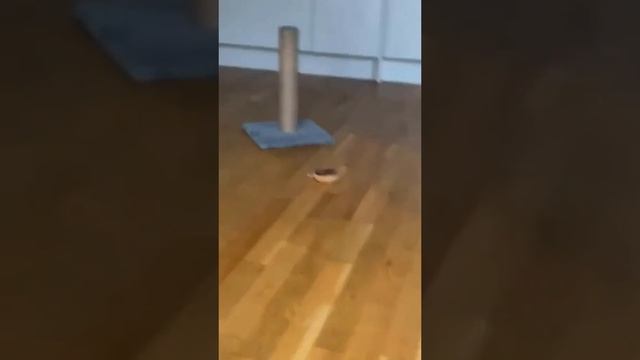 Смешные котики