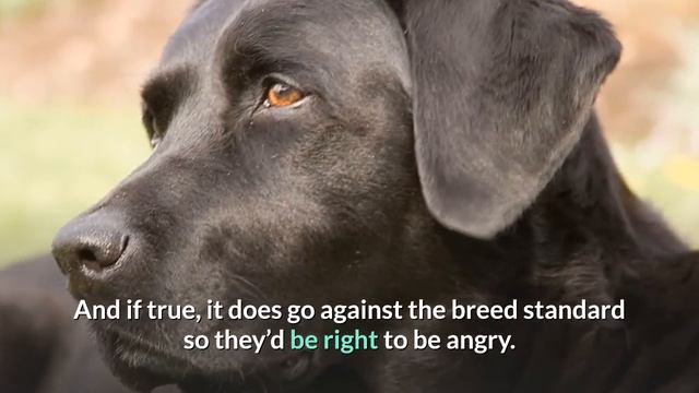 Before You Buy Silver Labrador Retriever | Know Facts And Controversy