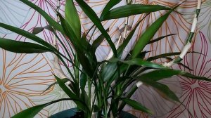 Ухаживаем за бамбуком - привлекаем счастье в дом!