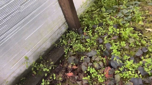 Как будут зимовать плодовые деревья и гортензии метельчатые в Сибири.. 11.10 смотреть онлайн