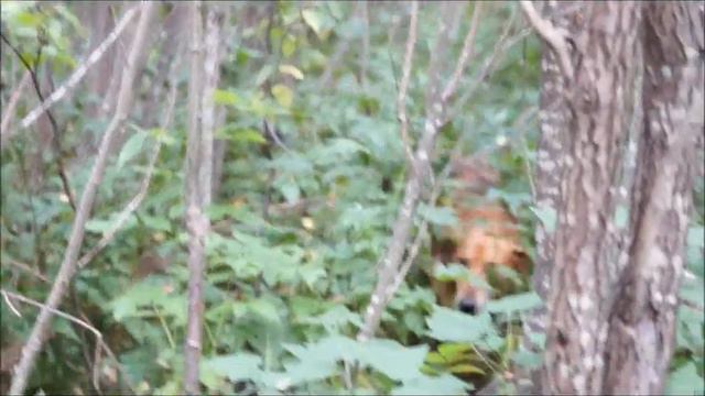 РГ Баян и Гайда вл.Шатров В.А . Голоса русских гончих по зайцу . смотреть онлайн