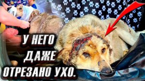 У собаки снят скальп?! Ловим ее с помощью пневмата с усыпительным
