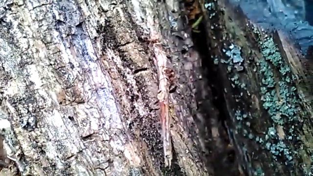 муравей трудяга смотреть онлайн