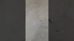 АртСтройДизайн. Шлифовка пола.