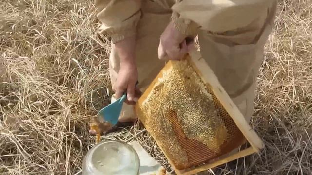 Поилка для пчел  Привлечение пчел к поилке  The drinker bees  Attracting bees to drinkers