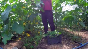 Удаление нижних листьев на Огурцах Выращивание огурцов в теплице Чистка старых листьев и Пасынков