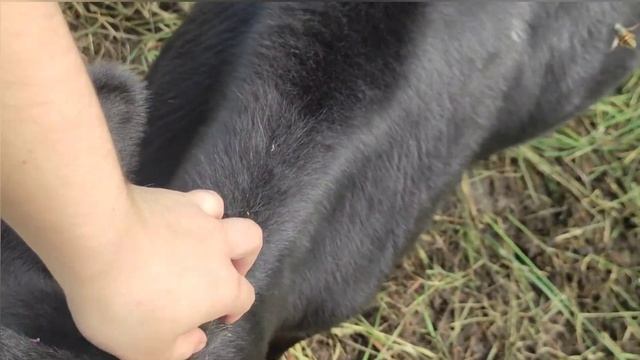 КОРМЛЕНИЕ ТЕЛЯТ С 0-6 МЕС. ПОДРОБНЫЙ РАЦИОН. ЧТО НЕЛЬЗЯ ДАВАТЬ ТЕЛЯТАМ? ЗАМЕНИТЕЛЬ МОЛОЗИВА смотреть онлайн