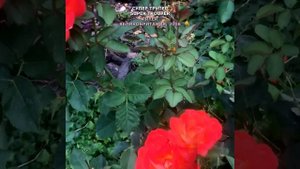 Роза Супер трупер в моем саду 6.08.21. Fryer, UK, 2008. Super Trouper Rose in my garden. #shorts,