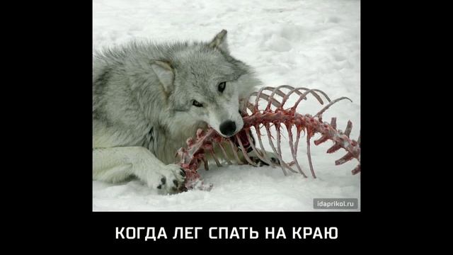 Прикольные картинки №10 #ФотоПриколы