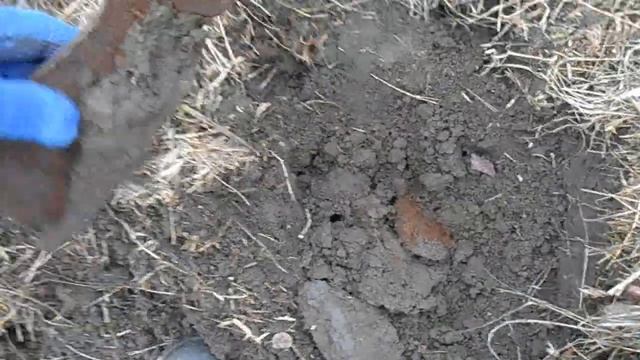 Металлоискатель, лопата и лесополоса... смотреть онлайн