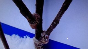 Железов подписчикам канала ГАЛКИН САД и Садоводство по Железовуо прививках  Серия 5.mp4