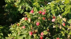 Малина. Сорт Таруса(професора Виктора Кичина)