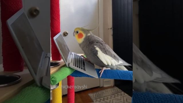 Birb buying seed online