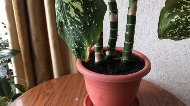 Размножение Диффенбахии в воде верхушечными черенками. Посадка укорененных черенков в грунт. смотреть онлайн