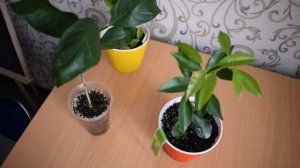 ПОЛИВ ЦИТРУСОВ! РАСКРЫВАЮ ВСЕ СЕКРЕТЫ!!! Как я поливаю цитрусы в домашних условиях