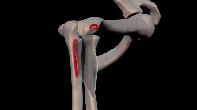 Супинатор Musculus supinator смотреть онлайн