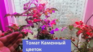 Помидор "Каменный Цветок". Плюсы и минусы растения. Сравнение с томатом "Пинокио".