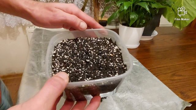 Zibi & Bananaholic przedstawiają. Wysiew musa Ingens смотреть онлайн