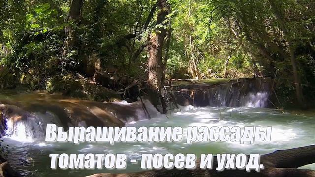 Выращивание рассады томатов