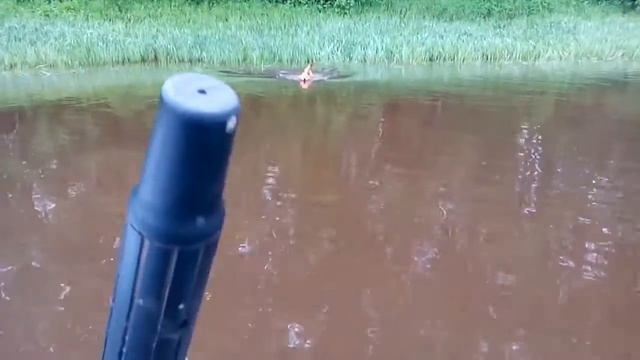 Карело финская лайка смотреть онлайн