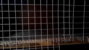 Брудер женскими руками для утят!