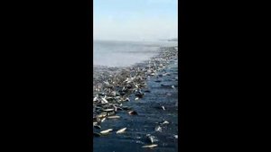 Море Селёдки.  Сахалин.