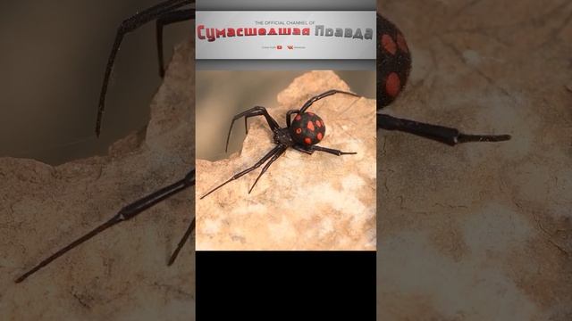 Самый ядовитый паук в россии - Каракурт