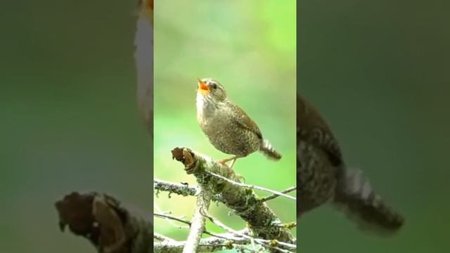 Пение Птицы Крапивника