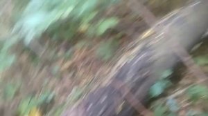 За дровами на минитракторе.