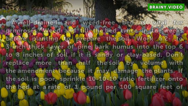 How to Plant and Care for Primroses смотреть онлайн