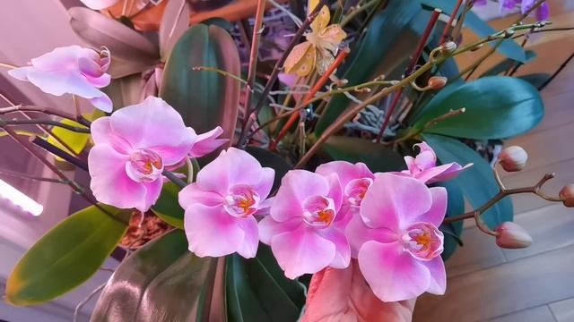 Орхидеи ПЫШНОЦВЕТЫ. Началось. Трек в цветах. смотреть онлайн