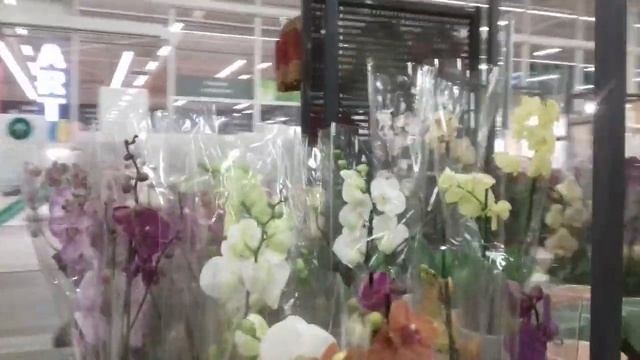 Крашеные орхидеи и не только смотреть онлайн