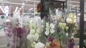 Крашеные орхидеи и не только