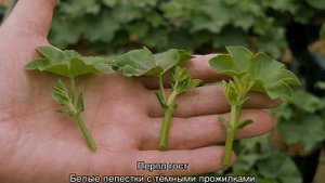 Герань луговая дикорастущая