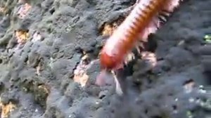 сороконожка удлиненная