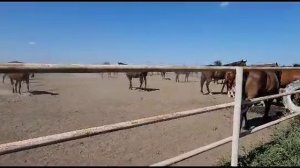 Конный завод ВОСХОД. Новокубанск..mp4