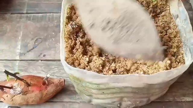 New Technique: How To Grow Bougainvillea Stem Cuttings With Sweet Potato| Bougainvillea|Confetti|Ne смотреть онлайн