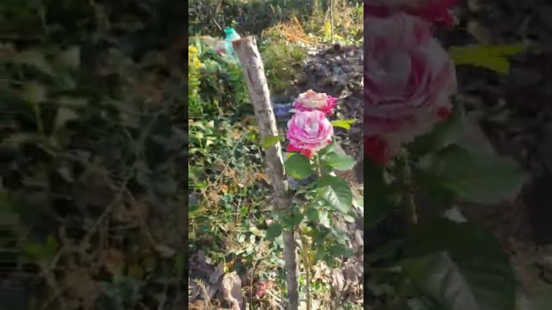 последние дни осени на даче