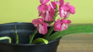 Цветение орхидеи Dyakia hendersoniana. Немного об уходе за орхидеей.