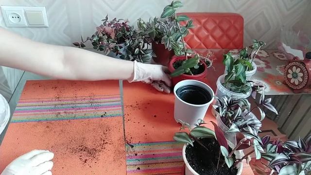 Мои традесканции/ пересадка черенков смотреть онлайн