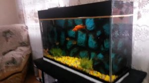 аквадизайн аквариума