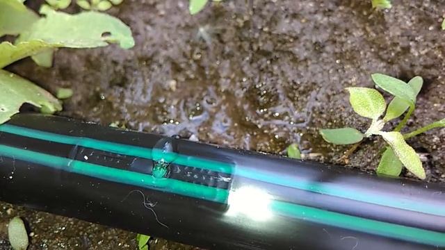 Как капает вода из капельной ленты. смотреть онлайн