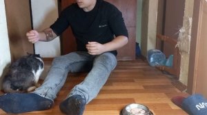 Пробую одеть на кошку подгузник ,укусила !!!Кошка с раком и эпилепсией .Putting a diaper on a cat.