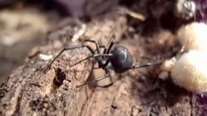 КАРАКУРТ-САМЫЙ ЯДОВИТЫЙ ПАУК РОССИИ.