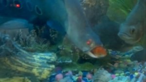 Хищные рыбки  в аквариуме Predatory fish in the aquarium 1 Goldfish against predatory fish