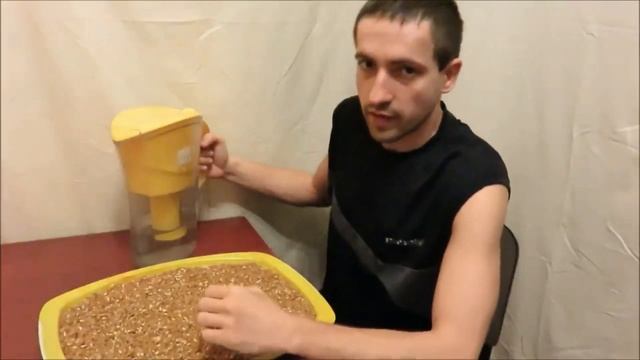 Как быстро прорастить пшеницу в домашних условиях