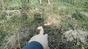 Прививка сливы за кору 2023 04 24